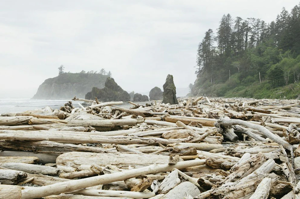 Bois flotté échoué sur la plage