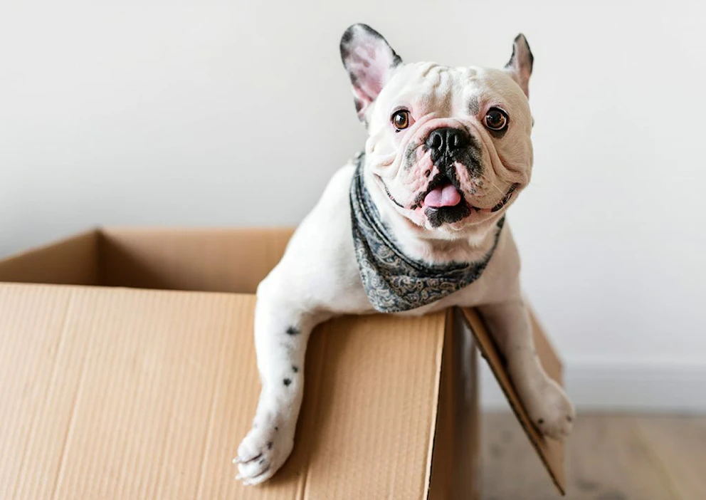 Un bouledogue français dans un carton de déménagement