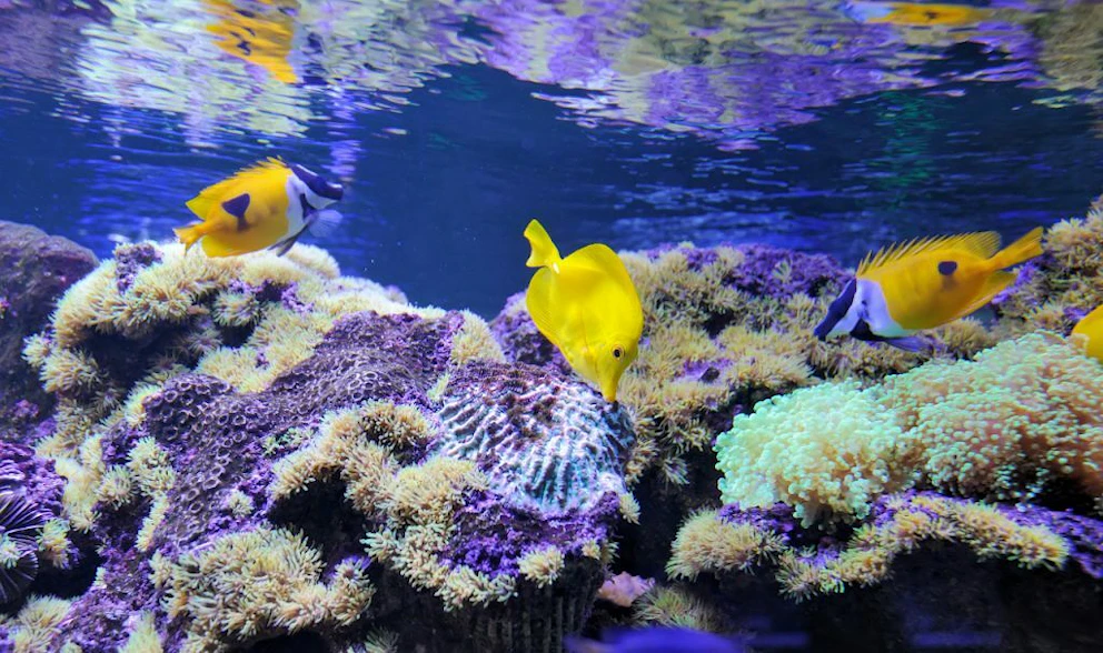 déménager un Grand aquarium comprenant des coraux et des poissons Chirurgien jaune et d'autres poissons exotiques
