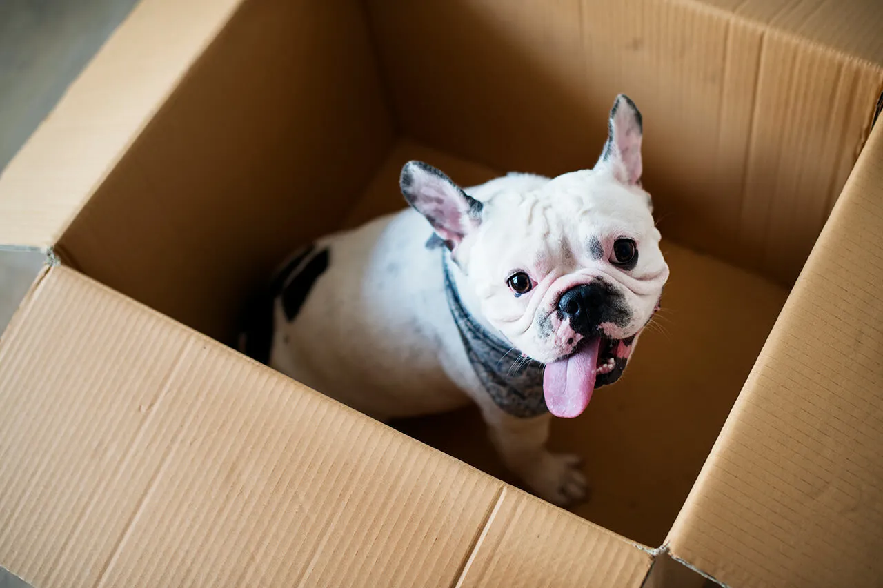 Bouledogue français assis dans un carton de déménagement tirant la langue