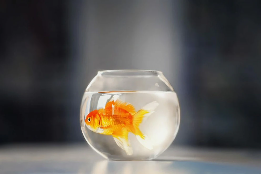 Un poisson-rouge dans un bocal rond