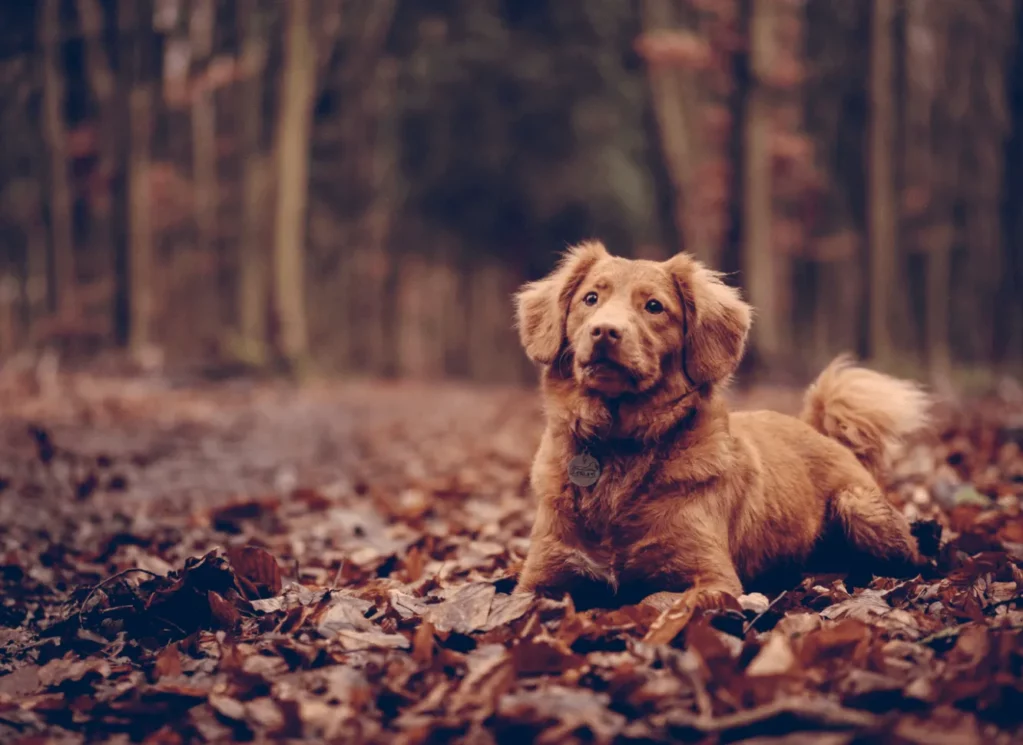 a dog lying on dead leaves in the forest