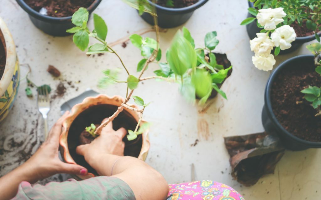 Une personne qui rempote ses plantes