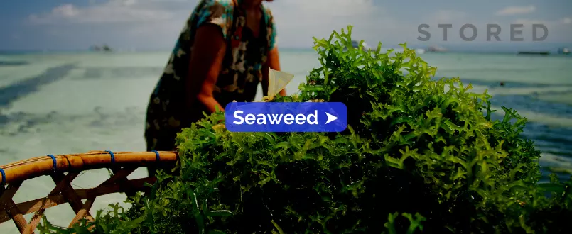 Seaweed