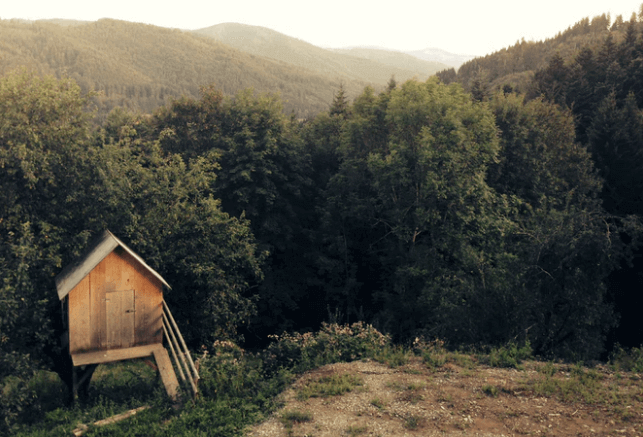 Shed-in-the-Nature