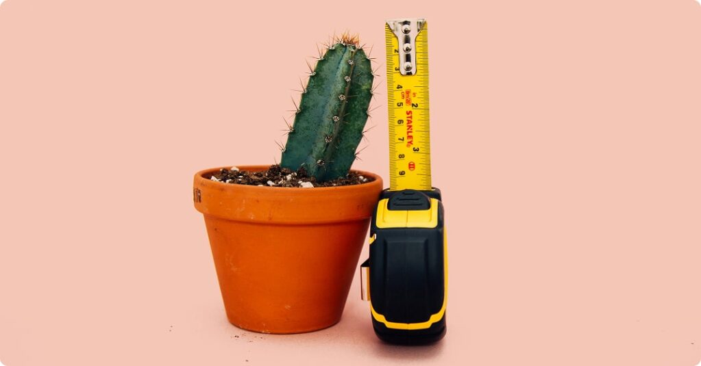 Un mètre ruban mesurant la hauteur d'un petit cactus en pot