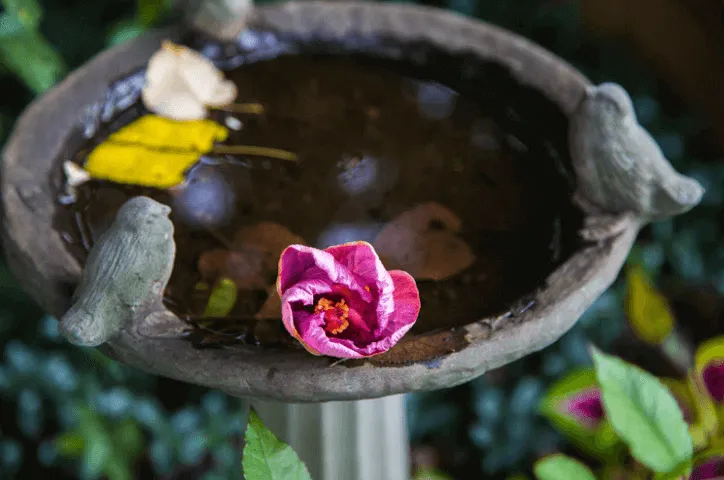 Bird Bath for Garden