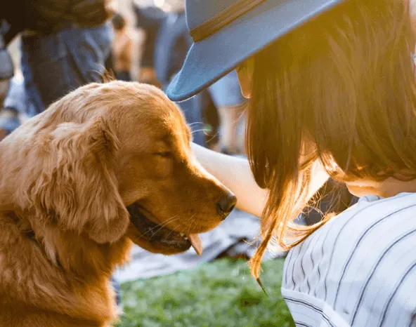 Pet Friendly Apartments London