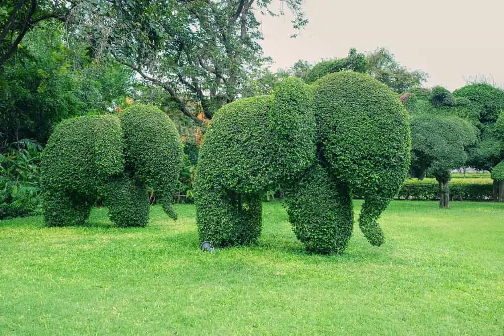 Turn Shrubs Into Artwork