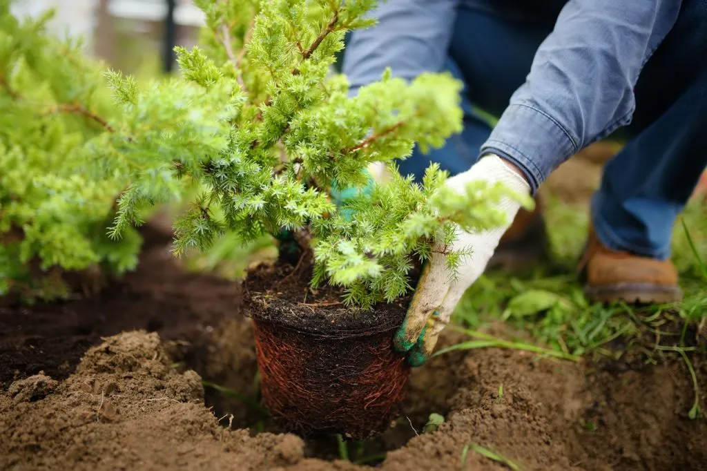 Une personne qui plante un petit arbuste dans la terre