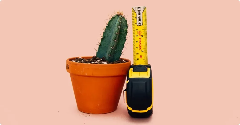 A tape measure measuring the height of a small potted cactus